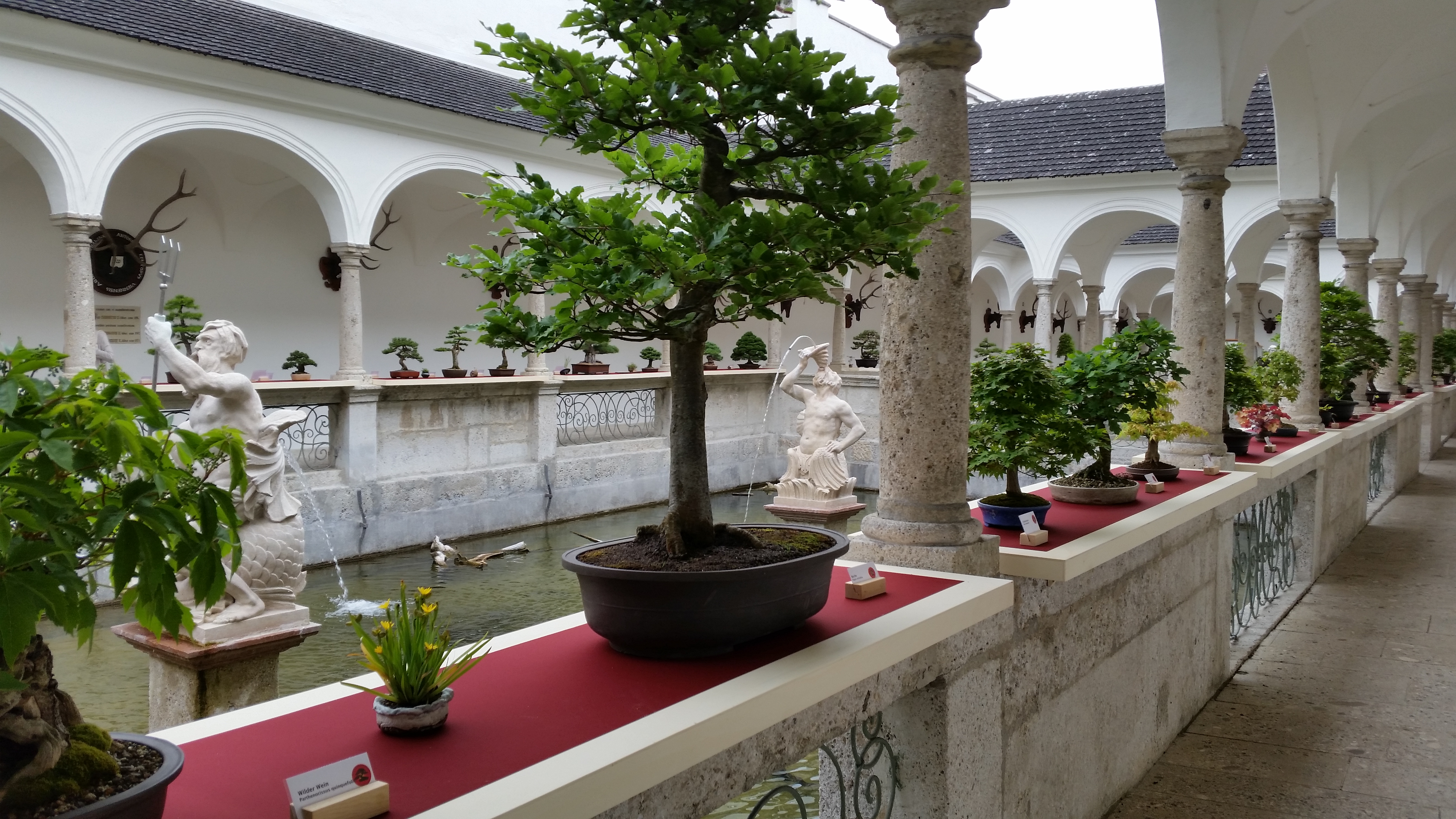 Bonsai Ausstellung im Fischkalter