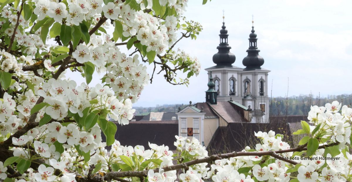 zwei Kirchentürme mit Birnbaumblütern